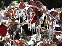 DFW-IcePocalypse-2013_Thaw (130)
